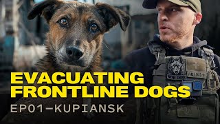 From war zone to safety Evacuating dogs in Ukraine [upl. by Huntington]