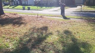 Pine Needle Cleanup PT1 11 11 2024 [upl. by Jeralee323]