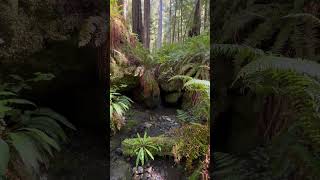 Deep green grottoes in the old woods [upl. by Ysdnil701]