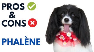 Phalène Dog Pros and Cons  Dropeared Papillion Advantages and Disadvantages [upl. by Millicent]