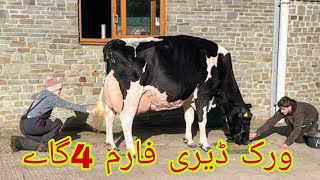 verk Dairy Farm  Pakistans Top class Cows For sale  Cows Farming20 November 2024 [upl. by Odrahcir]