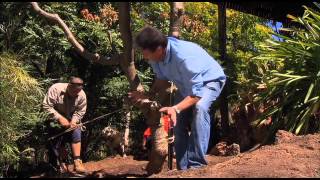 The Garden Gurus  Frangipani replanting [upl. by Anuaf]