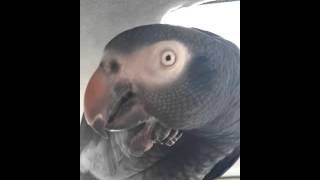 parrot Timneh bird african gray [upl. by Ahsas429]