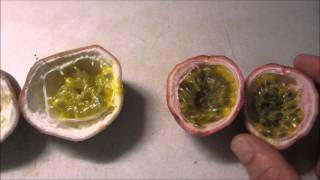 Two passionfruit varieties How to grow and harvest [upl. by Ardna]