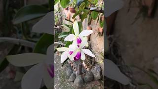 Cattleya violacea semialba Shorts126 [upl. by Nivrehs]