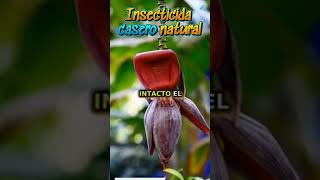 Insecticida casero natural Protege tus plantas sin químicos [upl. by Zoa]