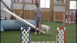 Zulu The Bull Terrier Learning Agility [upl. by Eyatnod84]