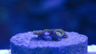 Check out this Rasta Zoanthid Frag Time lapse [upl. by Ful]