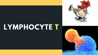 Lymphocyte T [upl. by Fenwick74]