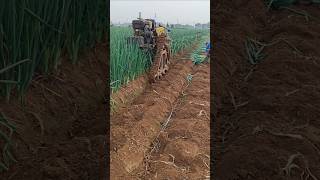 Mechanized harvesting of green onions  good tools and machinery make work more efficient [upl. by Brnaba]