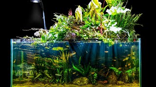 Natural Jungle Aquascape w Emergent Plants Riparium Build [upl. by Car212]