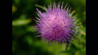 Flower of Scotland  Bagpipes [upl. by Gusba316]