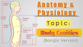 BODY CAVITIES  WHAT IS BODY CAVITIES দেহ গহ্বর কি [upl. by Ical859]