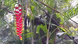 Heliconia rostrata  Hanging Lobster Claw Tropical Flower  Bird of Paradise [upl. by Hanoj]