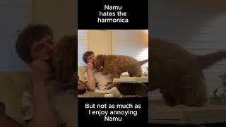 Dog vs harmonica [upl. by Apollus]