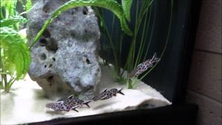 2600 litres Tanganyika Synodontis lucipinnis [upl. by Mur]