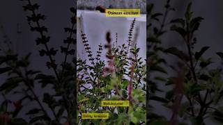 ocimum sanctum tulsi family lamiaceae medicinalplants youtubeshorts study viralvideo [upl. by Haibot81]