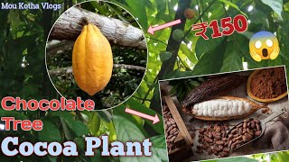 Cocoa Plant buy only ₹150😱😱 Yellow Colour Cocoa Tree cocoatree cocoa vlogs fruitplant [upl. by Aihsilat]