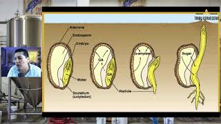 Por qué se Germina la Cebada para Hacer Cerveza [upl. by Nyral]