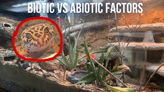 Biotic Vs Abiotic factors in my Leopard Geckos Terrarium [upl. by Luas]