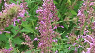 Two Agastache  Rose Mint and Blue Fortune  Pol CEGNatives [upl. by Dnarb]