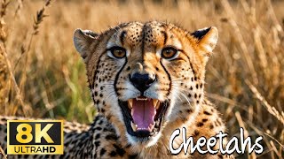 Whats Behind Cheetahs SECRET Social Lives [upl. by Siderf309]