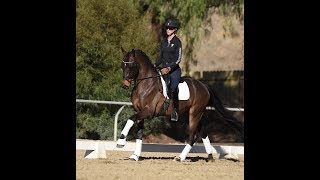 Dressage Tip How to introduce the canterwalkcanter transitions [upl. by Soraya]