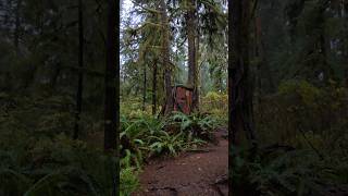 Quinault Rain Forest Trail  Washington Peninsula [upl. by Jake]