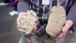 Mammoths versus Mastodons what is the difference [upl. by Cannon]