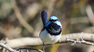 Male Superb Fairywren call [upl. by Nirroc]