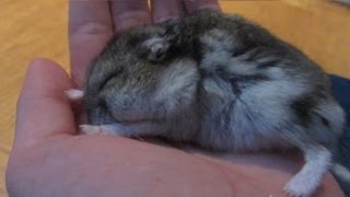 Cute Baby Hamster Sleeping On My Hand [upl. by Nnylakcaj934]