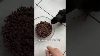 Starling bird lovers Starling feed Bird food Double 11 mustbuy list Good things recommended [upl. by Eiramanitsirhc]