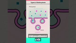 Endocytosisbiology shortsfeed biology endocytosis [upl. by Heffron]