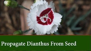 Grow Dianthus Pinks From Seed [upl. by Burnight]