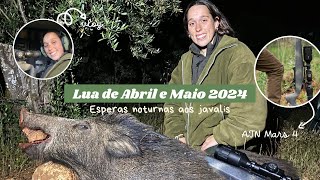 LUA DE ABRIL E MAIO 2024  esperas noturnas aos javalis [upl. by Xonel]