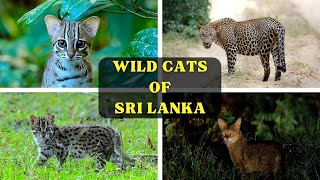 Wild Cats of Sri Lanka [upl. by Eelanaj]