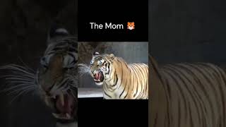 Tiger roar baby vs grown viralshorts youtubeshorts [upl. by Garwin372]