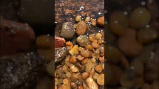 Mine GOLD e DAIMOND gemsstone nature gemstone shortvideo rockhounding crystalgems [upl. by Cohbert]