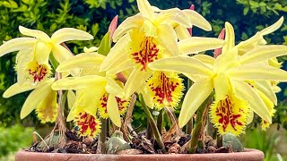 Episode 33 Pleione orchids and how I look after mine through the year [upl. by Hallsy290]