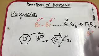 Halogenation of Benzene [upl. by Salvatore]