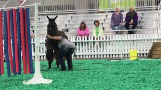 Llamas at NAILE 2017 on the Obstacle Course  North American International Livestock Expo [upl. by Marcia]