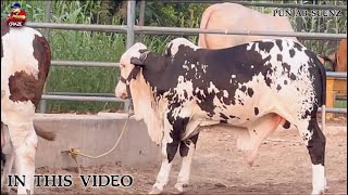 POHANCH gaye ہم DECENT Cattle  SAHIWAL 🐮 [upl. by Aseela987]