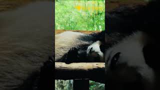 Pandas 🐼 Are Seriously Amazing Here’s Why wildlifeinsights interestingfacts pandas shorts [upl. by Ailedo]