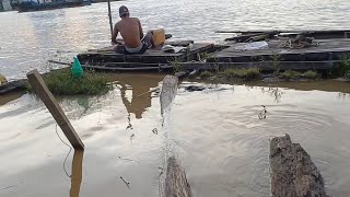 Budidaya ikan toman di keramba umur 2 bulan [upl. by Jocko]