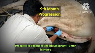 Progressive Preputial Sheath Malignant Tumor in Horse [upl. by Madalena134]