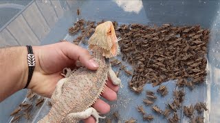 1000 Crickets VS Bearded Dragon FEEDING FRENZY [upl. by Melquist]