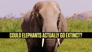 Elephants Could Go Extinct [upl. by Curzon]