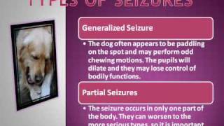 How to Spot Dog Seizure Symptoms [upl. by Refinaj]