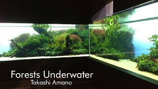 Forests Underwater  Worlds Largest Aquascape by Takashi Amano [upl. by Levina]