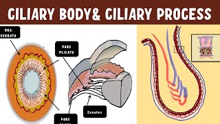 Uveal Anatomy  Ciliary body  Ciliary process ultrastructure [upl. by Hibben707]